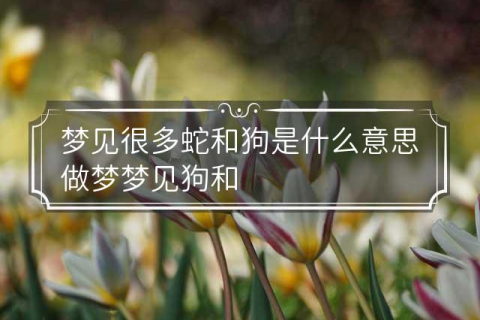 做梦梦到狗跟蛇代表什么，解析梦境中的双重象征