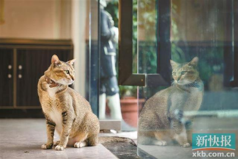 孕妇梦中奇景，猫虎和谐共处的寓意与心灵慰藉