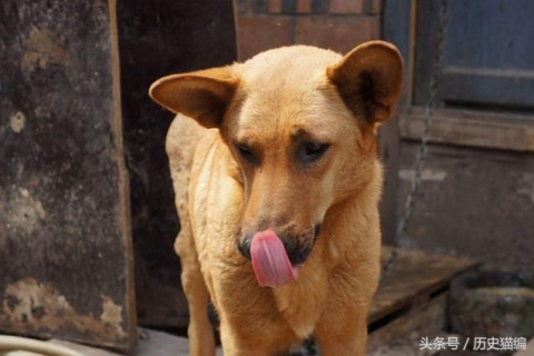 孕妇梦见羊，古老象征与现代解读