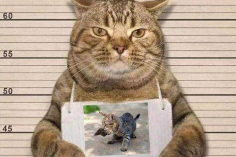 梦见猫生小猫，寓意与解析
