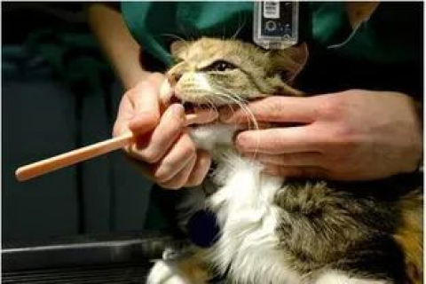 梦见被猫咬手指被咬破出血了，解读梦境中的警示与启示
