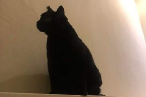 孕妇中期梦见大黑猫，寓意与解析