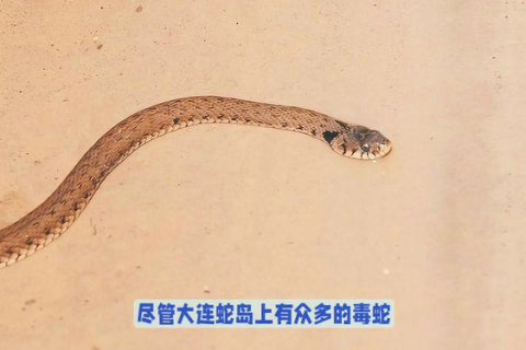 梦见蛇了，探索梦境中的隐秘象征与心灵启示