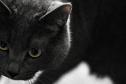 梦到黑猫咬我，潜意识的警示与自我反思