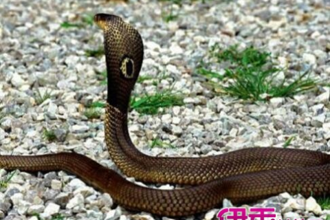 梦到亲人被蛇咬，梦境背后的深层含义与解析