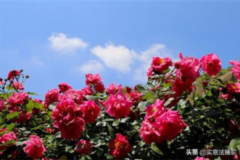 梦境中的重逢，我家狗飘在门口，唤起内心深处的回忆与情感
