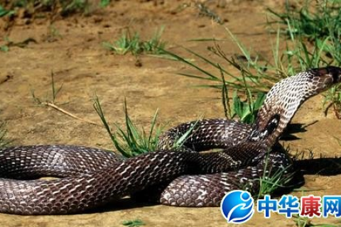 梦见蛇，深入解析梦境中的神秘象征