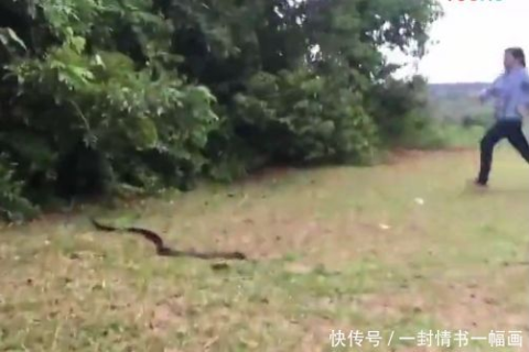 梦境解析，梦见三条蛇要咬我，我又将蛇掐死的深层含义