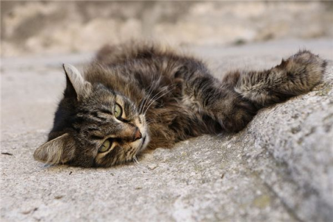梦境解析，梦到自己砸死猫的含义与心理解析