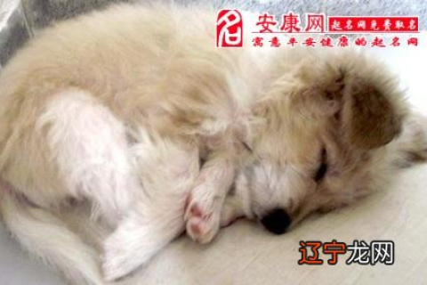 孕妇梦见狗狗，寓意、解析与心灵慰藉