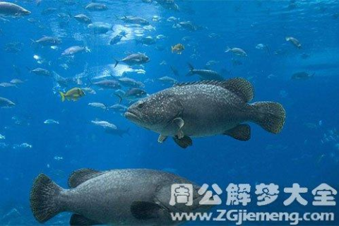 梦见屋里有好多鱼乱跳，探索潜意识的神秘启示