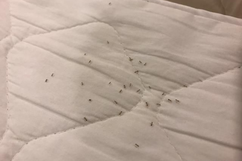 做梦梦见所有人床上都有好多小虫子，梦境背后的深层含义与解析