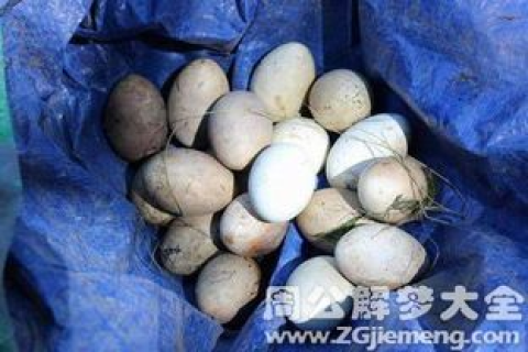 周公解梦，在田边捡了好多蛋——寓意与解析