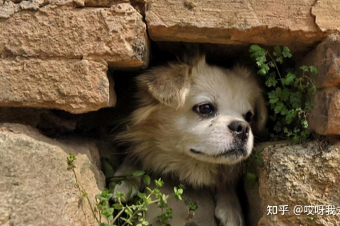 梦境解析，梦见狗躲在那里不动，隐藏的象征意义与心理暗示