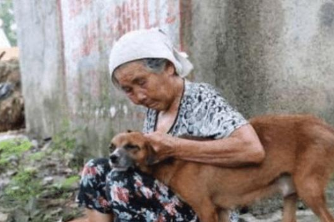 孕妇梦见被狗咬，梦境背后的深层含义与解读