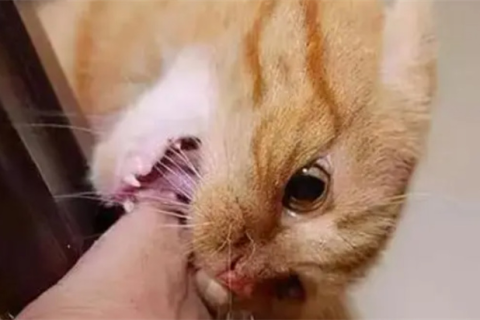 梦境解析，梦到被猫咬并杀死它的深层含义
