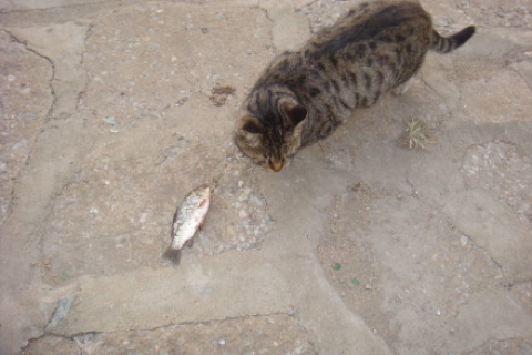 解梦梦见流浪猫怎么办，探索梦境背后的深层含义与应对策略