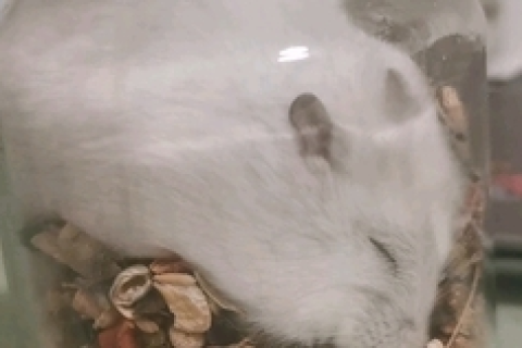 梦到被羊咬到手指头，寓意与解析