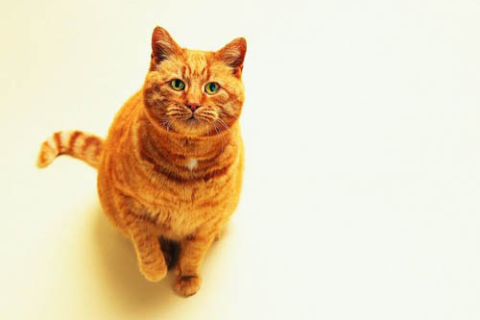梦到黄猫，梦境背后的深层含义与解读