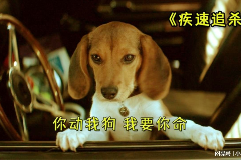 梦见二条狗追着咬儿子自己喊不出声，梦境背后的深层解析与心理启示