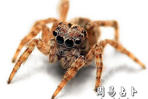 梦见一只蜘蛛追着我咬后来手被咬断了解梦