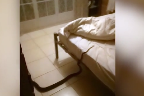 梦境解析，昨晚梦见自己怀了条蛇，它在肚子里不停蠕动