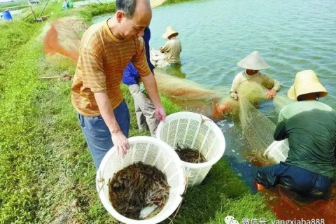 梦见满地被踩烂了的鱼虾，探索梦境背后的深层含义