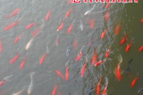 梦境解析，梦见河里两条大鱼与众多小鱼共游