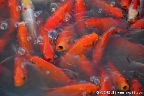 梦见鱼5种征兆要发财，揭秘梦境中的财富预兆