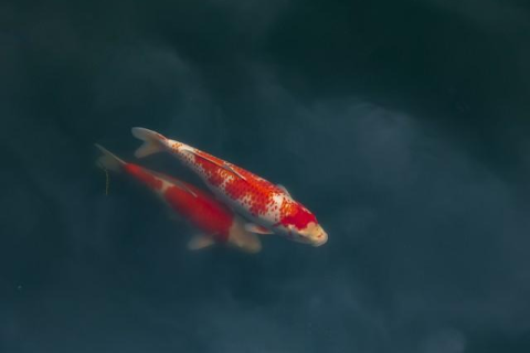 梦见一池塘的锦鲤还抓到一条，探寻梦境中的吉祥预兆与内心渴望