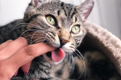 梦境交织，小黄蛇的未竟之咬、长牙猫咪与忠诚犬的守护之夜