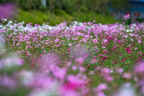 梦境花开，探索梦中坟墓上的绚烂花海