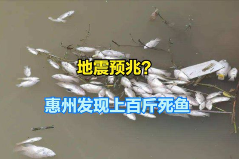 梦见鱼死了又被人杀了，潜意识的警示与内心冲突的预兆