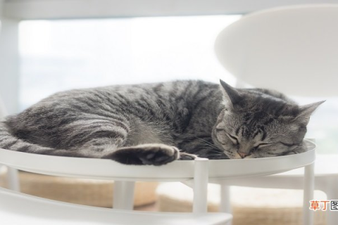 梦见猫死了，周公解梦揭示的深层含义