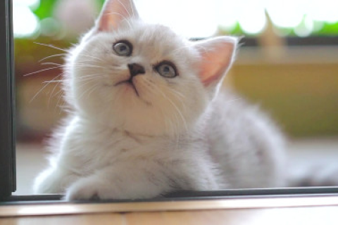 孕妇梦见猫，古老象征与现代寓意解析