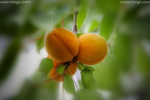 梦见摘红杏，寓意与解析
