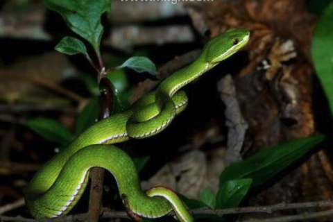 梦境解析,女人早上快要起床时梦见众多新生小蛇 梦境解析,女人早上快要起床时梦见众多新生小蛇