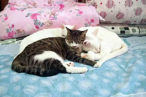 做梦梦到猫死了，解读梦境背后的深层含义