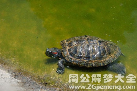 梦境解析，梦见田里抓青蛙还看到有很多乌龟