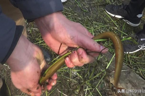 梦见杀死黄鳝，潜意识的警示与内心冲突的解析