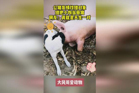 梦见一猪跑又被追回来把手弄破流血，梦境背后的深层解析与启示