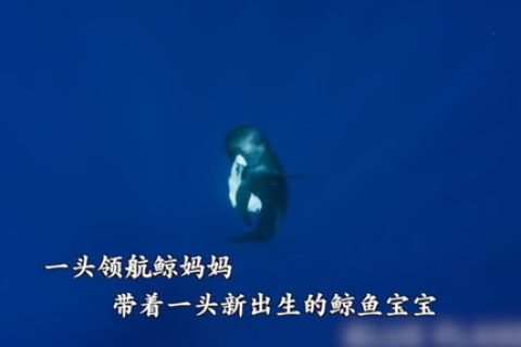 梦见自家小孩穿死人衣裳，潜意识的警示与心灵深处的解读
