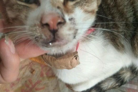 做梦梦到2只猫抓伤了我代表什么意思，探索梦境背后的深层含义