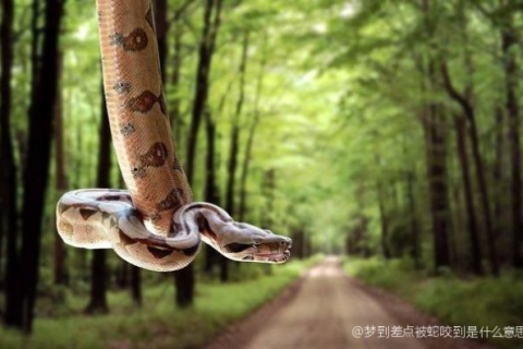 周公解梦见差一点被蛇咬，寓意与心理解析