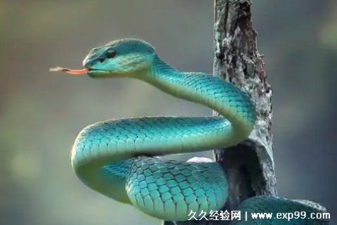 周公解梦，梦见蛇在自己肩上，寓意何在？