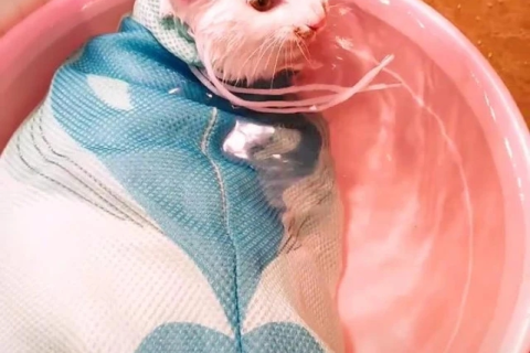 做梦梦到猫喝水，梦境背后的深层含义与解析