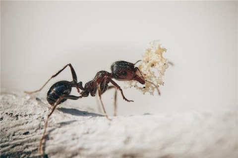 梦境交织，梦见蛇与死人的深层寓意与心理解析