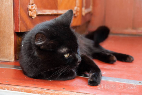 梦境解析，为何梦见黑猫，即使家中无猫？