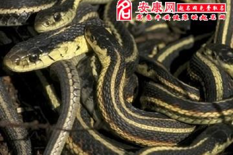 做梦梦到一对蛇还被我抓住了代表着什么啊？