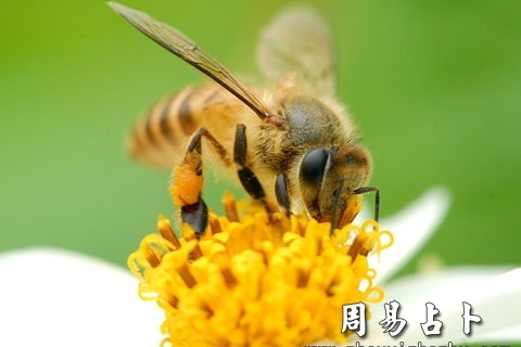 男人梦见蜜蜂，预示未来幸福与机遇的预兆